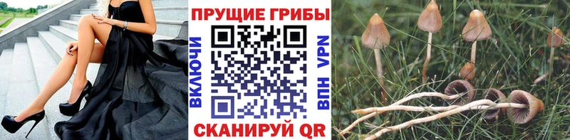 Псилоцибиновые грибы Cubensis  Петропавловск-Камчатский 